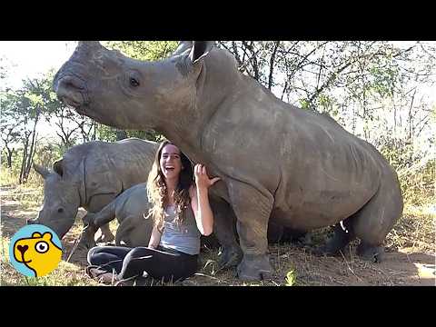 Rhinos are Just Big Puppy Dogs