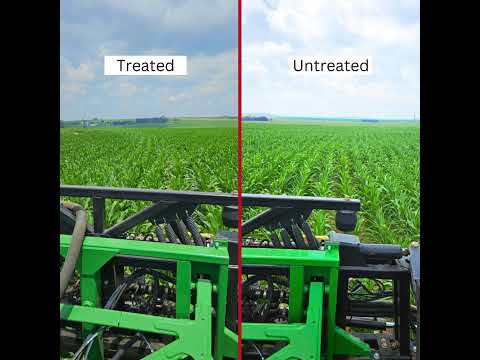 Maize: Unveiling the future of farming! from Kynoch. #maize #agriculture #fertiliser #farming
