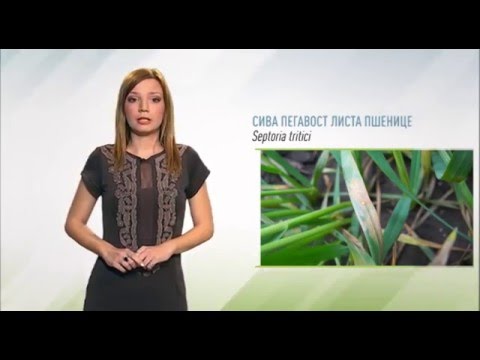 Zelena prognoza, 25.3.2016. - O stanju u usevima pšenice