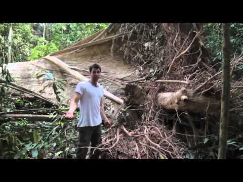 The Tale of the Tapir