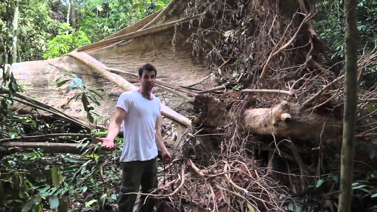 The Tale of the Tapir