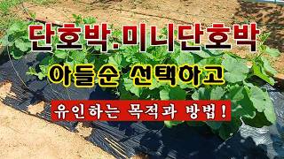 [텃밭농부 2,814]  단호박. 미니단호박 아들순 선택하여 유인하는 목적과 방법! #단호박재배