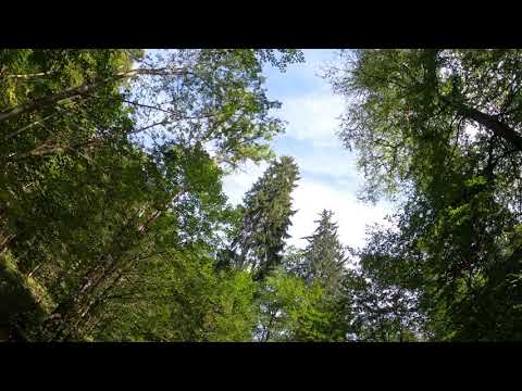 Stempelstelle 45 Dicke Tannen - Harzer Wandernadel