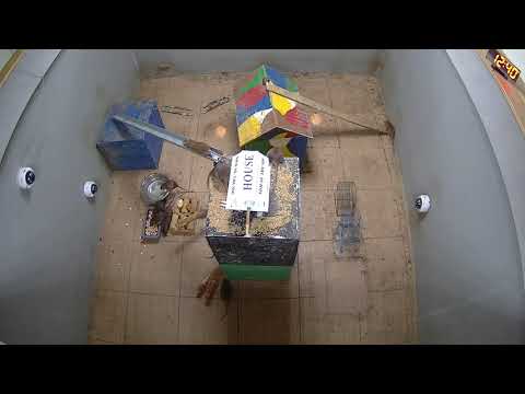 Parkour ( unsuccessful attempt )