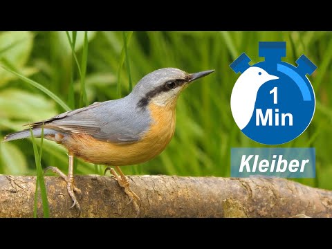 Ein Vogel, eine Minute - Kleiber