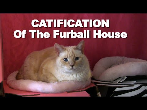 download lagu mp3 mp4 Catification Designing A Happy And Stylish Home For Your Cat, download lagu Catification Designing A Happy And Stylish Home For Your Cat gratis, unduh video klip Catification Designing A Happy And Stylish Home For Your Cat