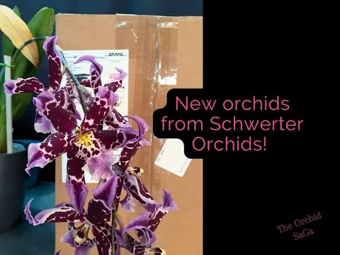 Orchid unboxing - Schwerter Orchid haul! :D
