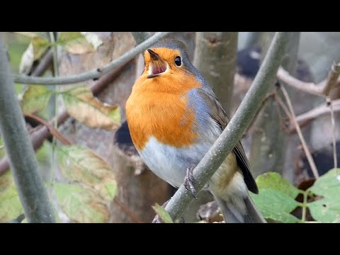 European Robin Singing