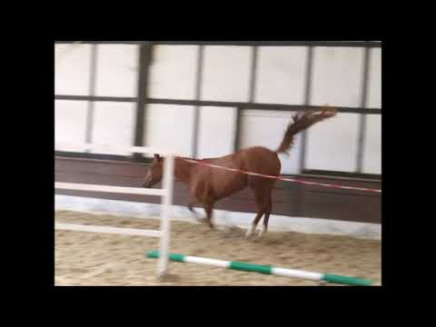 PAV Emily Erdbeer 3j. v. PAV Szenario Freispringen (das zweite Mal)