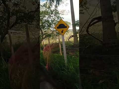 Boa tarde, chegando em São José, antes de Belmiro Braga.