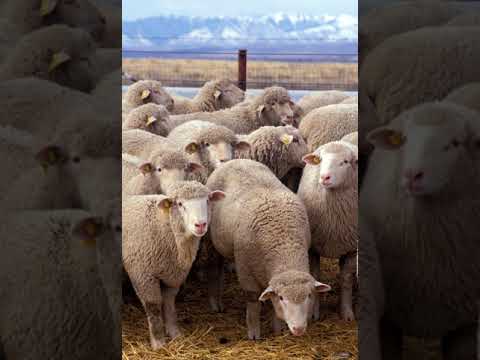 , title : 'Sheep | Wikipedia audio article'
