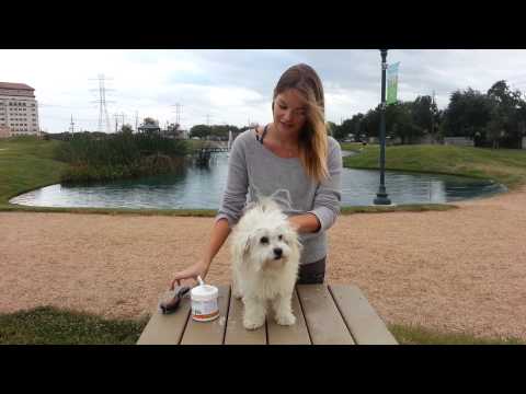 Fresh and Fluffy Dry Dog Shampoo