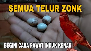 Download lagu CARA RAWAT INDUKAN KENARI TELUR ZONK ❗ternak kenari mp3 Download lagu CARA RAWAT INDUKAN KENARI TELUR ZONK ❗ternak kenari mp3