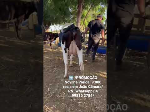Novilha Parida: 9.000 reais em João Câmara/ RN. Whatsapp 84 99810 2784* #fazenda #gado