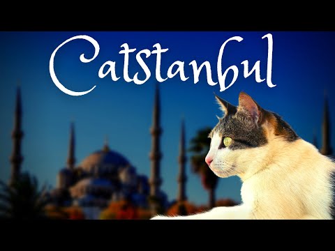 FEEDING SO MANY CATS IN 🇹🇷 ISTANBUL, TURKEY!