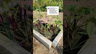 Download lagu Lho, terong gundul! #berkebun #berkebundirumah #terongungu mp3