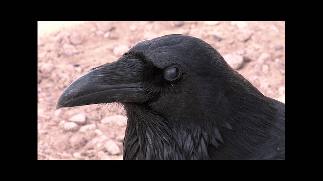 Promotional video thumbnail 3 for Roi and the Secret People