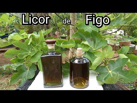LICOR DE FIGO - Como Fazer Licor das Folhas de Figo, Licor Caseiro Artesanal