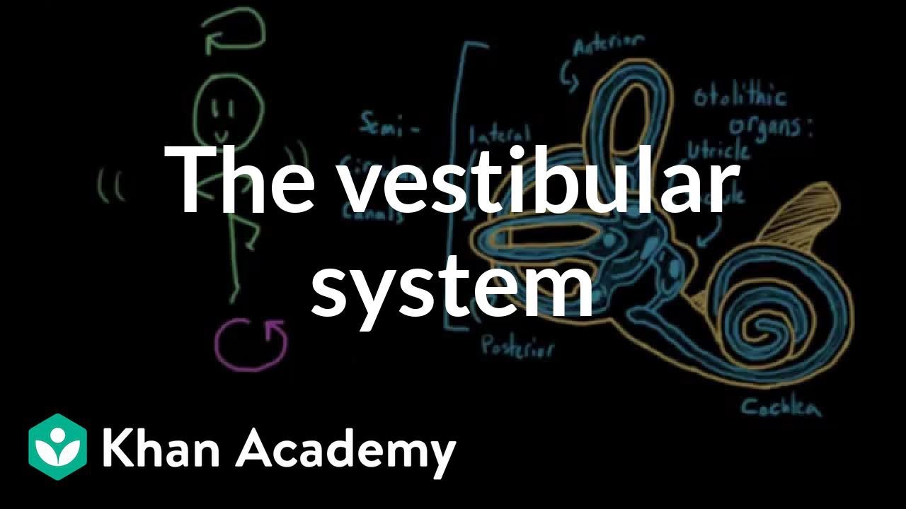 The vestibular system, balance, and dizziness | Processing the Environment | MCAT | Khan Academy