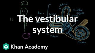 The vestibular system, balance, and dizziness | Processing the Environment | MCAT | Khan Academy