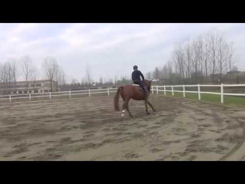 VALENTINO I x GLETSCHER - 2009 hannoveraner mare SOLD