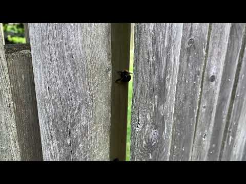 Wooden Fence Ravaged by Carpenter Bees in Long Branch, NJ