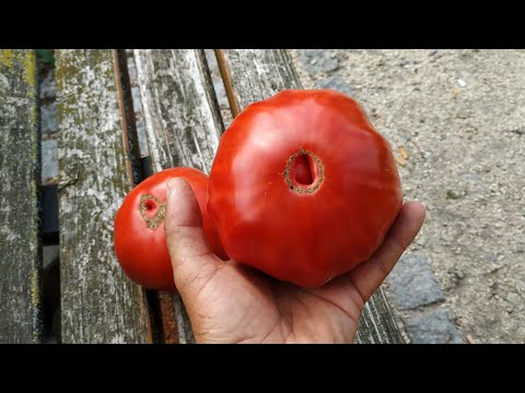 Yummy Bulgarian Country Tomato "Giant" discovered at small German farm