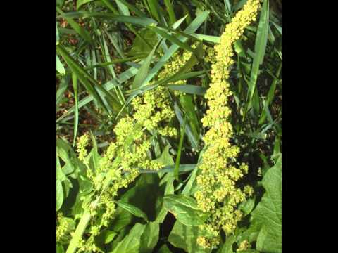 Chenopodium bonus - henricus (Chenopodiaceae)