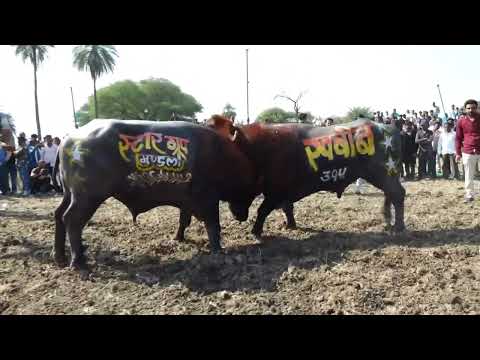 Khabib VS Tiger pada Ladai Mundla kalma Depalpur Mp 💥🌟🦁🔥