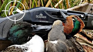 WHERE ARE THE DUCKS CA Public Refuge Duck Hunting | 12-22-18