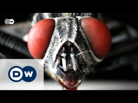 Euromaxx Highlights  Feb. 13, 2017 | Euromaxx