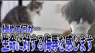 猫に炭酸水を飲ませたYouTuberが炎上している件について