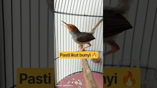 Download lagu Prenjak Betina Gacor Fighter🔥#prenjakbetinangetir#prenjakbetinagacor#saudaudo#prenjakpikat #viral mp3 Download lagu Prenjak Betina Gacor Fighter🔥#prenjakbetinangetir#prenjakbetinagacor#saudaudo#prenjakpikat #viral mp3
