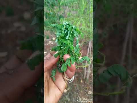 ushanga wa bibi ni dawa kali kwenye mapenzi kama kunamtu unamtaka tumia+255786317169/+255620538801