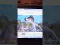 Shrek The Wolf From 3 Little Pigs Sings Who Let The Dogs Out With The Baha Men And 3 Little Pigs Too