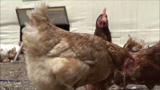 Tavuk Kümes Çadırları Uygun Fiyatlar Güleçy�