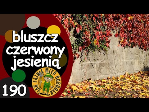 , title : '#190 Jak rośnie, pnie się winobluszcz trójklapowy i pięciolistkowy?'