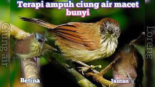 Download lagu suara ciung air jantan dan betina gacor mp3