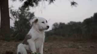 preview picture of video 'With a Cute Puppy at Gorir, Rajasthan'