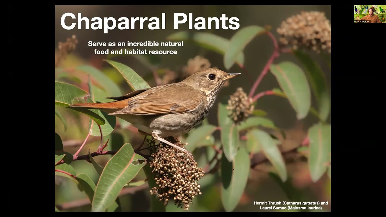 Native Plant Gardening 101: Bringing Birds to Your Garden