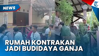 RUMAH KONTRAKAN di Jombang Digerebek Polisi, Jadi Budidaya Tanaman Ganja