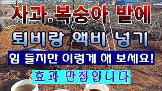 [텃밭농부. 1,364]  사과, 복숭아나무에 퇴비 액비 넣는 방법.