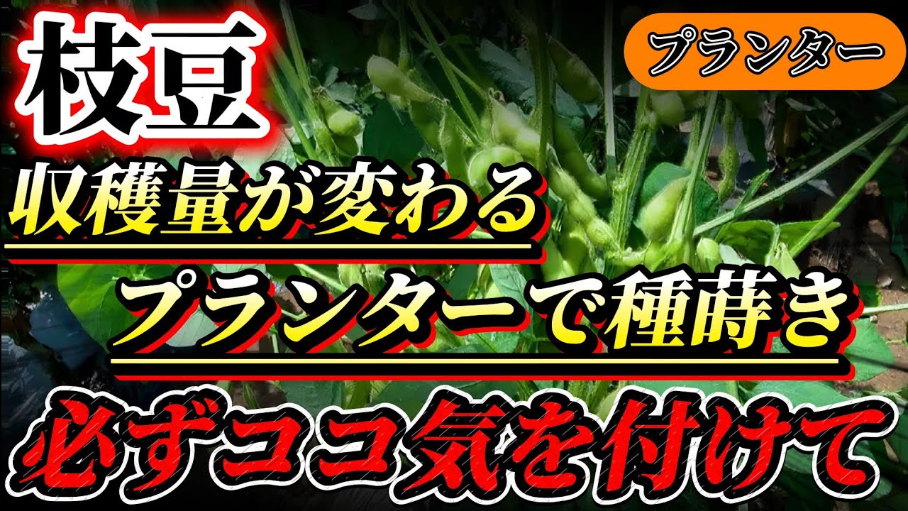 【枝豆】プランターで枝豆作るなら必ず見て下さい！！収穫量が変わります！気を付ける点は〇〇！！