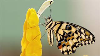 Gina Brooklyn - Butterfly