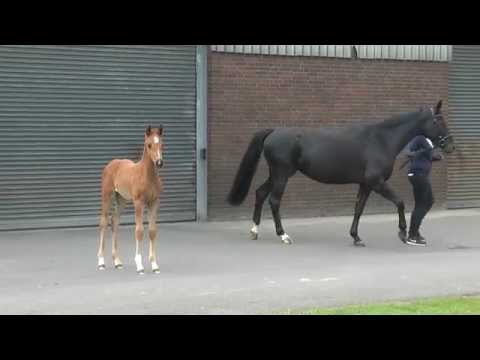 05 Stutfohlen von Destano - San Remo