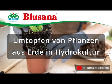Umtopfen von Pflanzen aus Erde in Hydrokultur