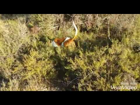 Xarnega valenciana "ESPARTANA" 4.5 meses