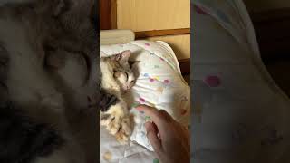 ヌコにパチリスを… #猫