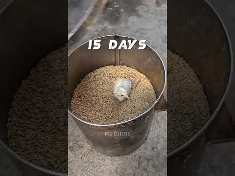 🐓🐔chicken growth 90 days🐔🐓#bg #birds #short #video