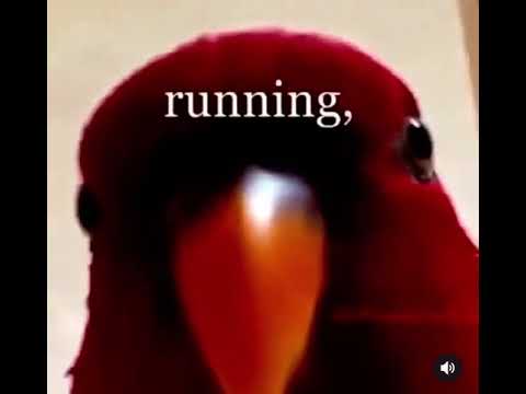 red bird meme